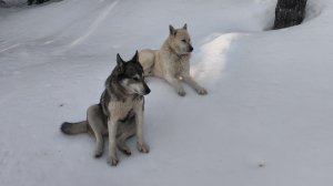 ЧЕТЫРЕ ДНЯ В ТАЙГЕ (1).....