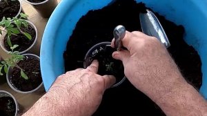 Пересаживаю лаванду