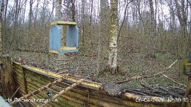 LIVE: На лесной опушке. Природа онлайн