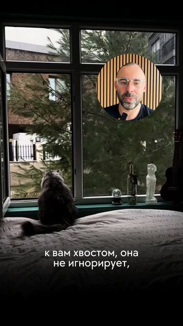 Кошка сидит спиной