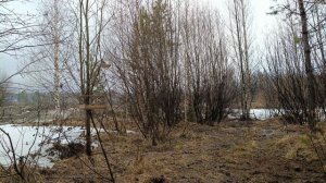 Ловля птиц 4 апреля