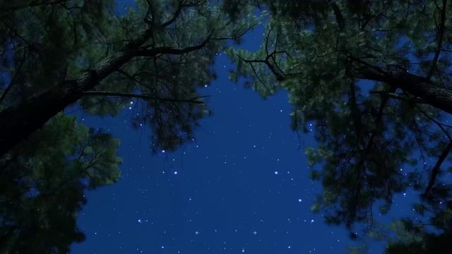 Сверчки и сова под звёздным небом — спокойный лесной ветер для глубокого сна и снятия стресса