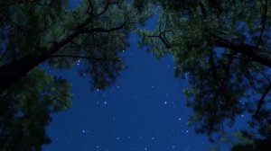 Сверчки и сова под звёздным небом — спокойный лесной ветер для глубокого сна и снятия стресса