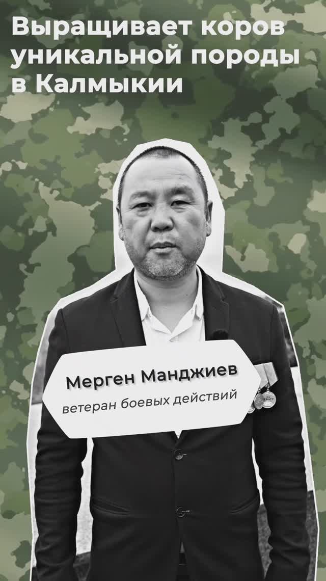 #СВОиДело Мерген Манджиев разводит коров уникальной калмыцкой породы