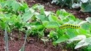 Луна и его друзья - 10 серия Урожай кто виноват Грузинцы