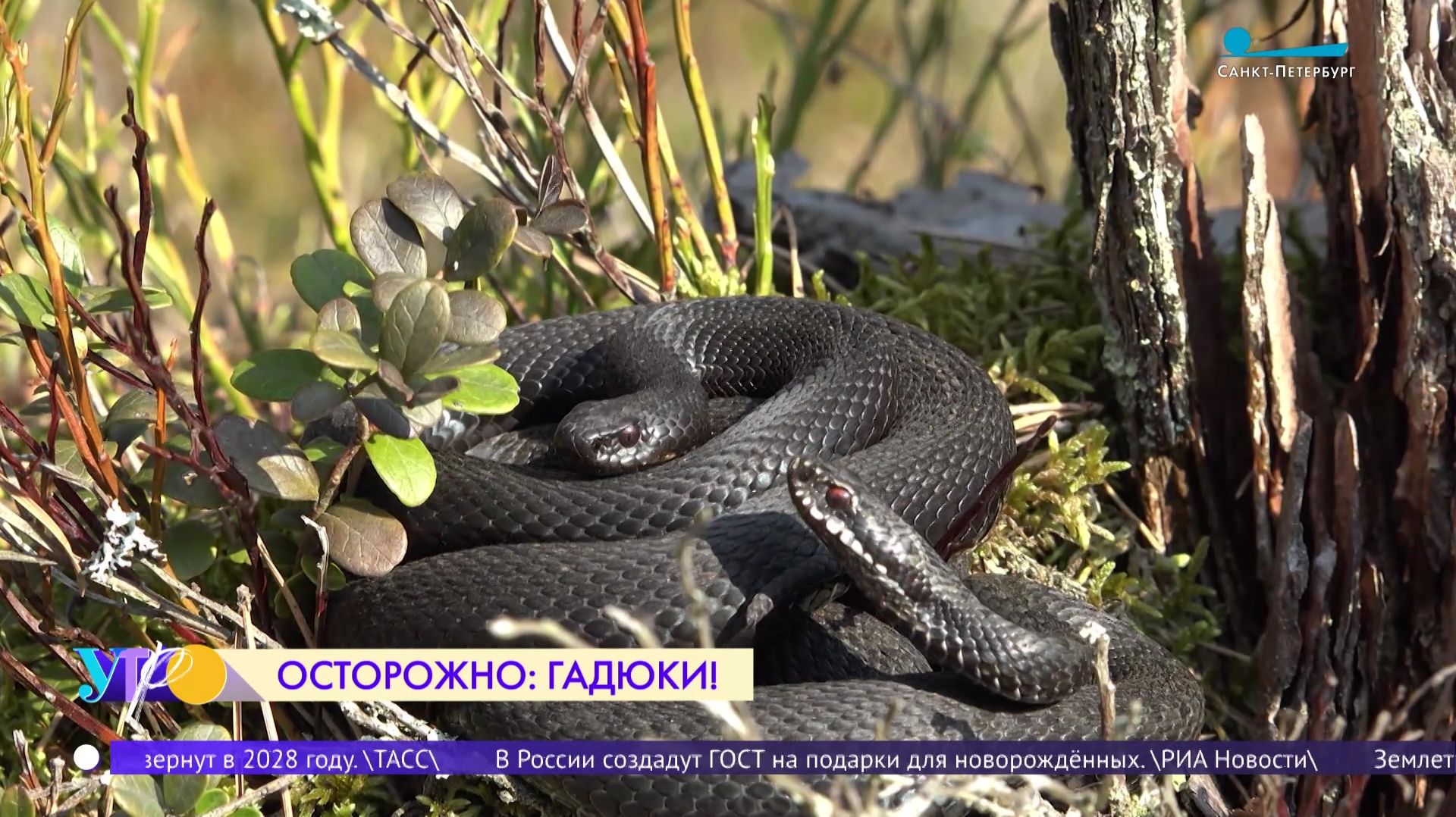 Осторожно: гадюки!