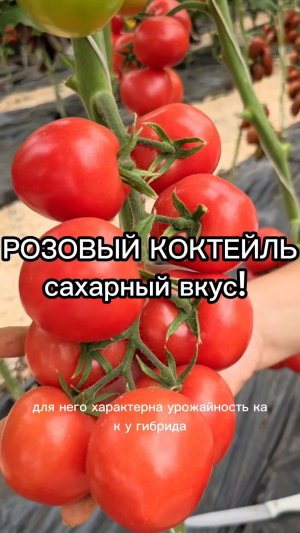 НОВИНКА 2026! Сорт розового сахарного томата.