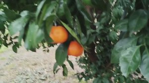 Мандарины в апреле на деревьях