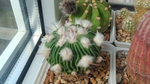 Кактусы и суккуленты в апреле