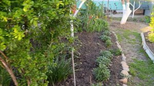 Магнолия цветёт