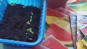 #3 Растём и радуемся. Это Цветочки