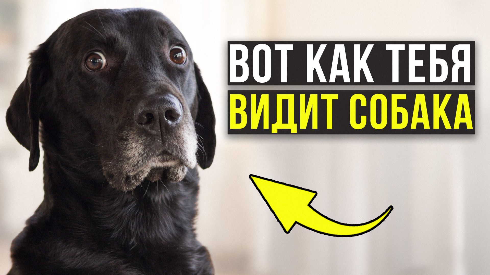 Как собаки видят мир?/Эти факты поразят.