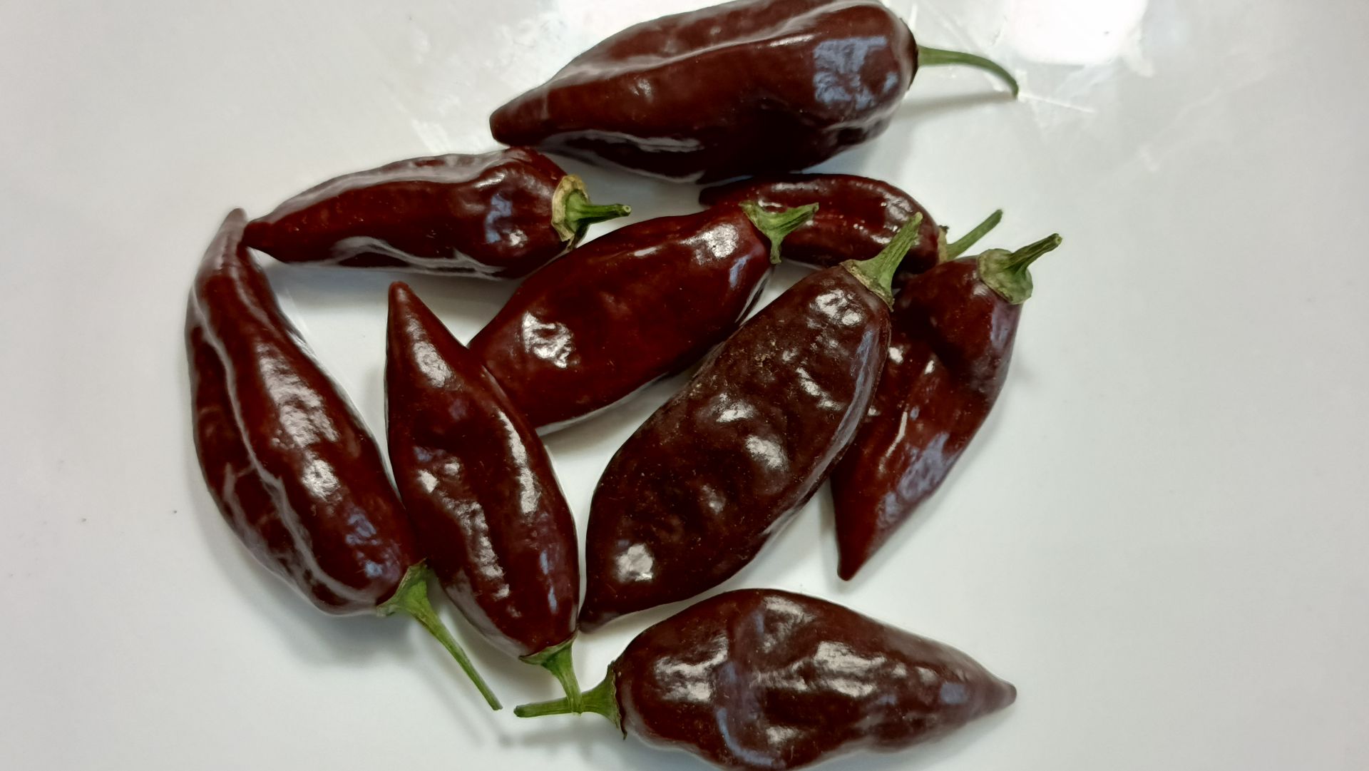 Китайский перец Lawsken Chocolate -выращивание  в 20 л ведре 2025г