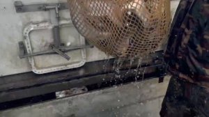 привоз новой партии форели