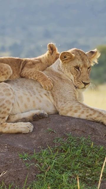 Самое милое видео за сегодня! 🥰