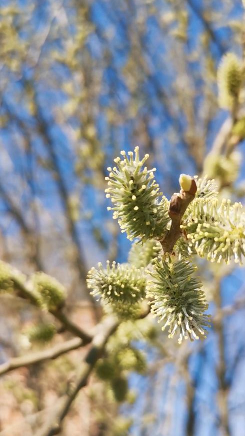 Новая весна! #весна #тверь #россия #мираидобра #солнце #верба #самокаты #весна2026 #новаявесна