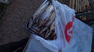 Выкопал картошку. Коптим рыбу. Строим гараж. Дочка готовится к соревнованиям.