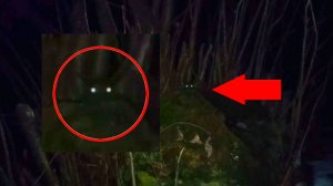 Страшно в лесу ночью и неизвестные животные там | Ужасный зверь