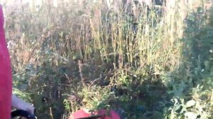 SG230E Эко-Стриж 4 тактная бензокоса и нож Секира - Чертополох