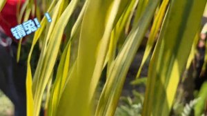 крд косплей