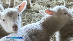 Свыше трех тысяч ягнят появились на свет в Степновском округе Ставрополья