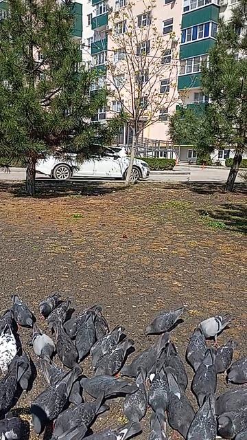 Друзья 🕊️