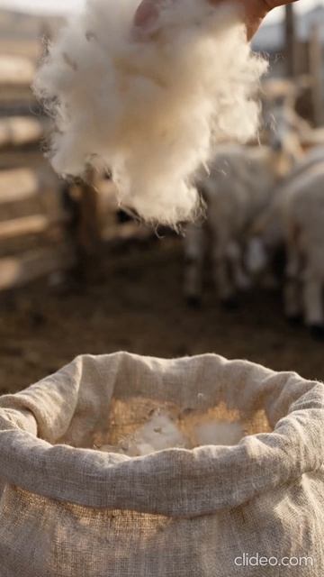 Как рождается настоящий монгольский кашемир