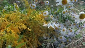 Не рвите цветы, не рвите (фото Карины Плаховой)