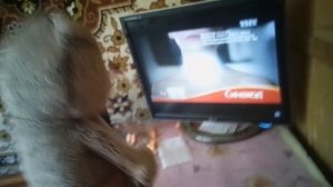 Иван смотрит рекламу синекод .