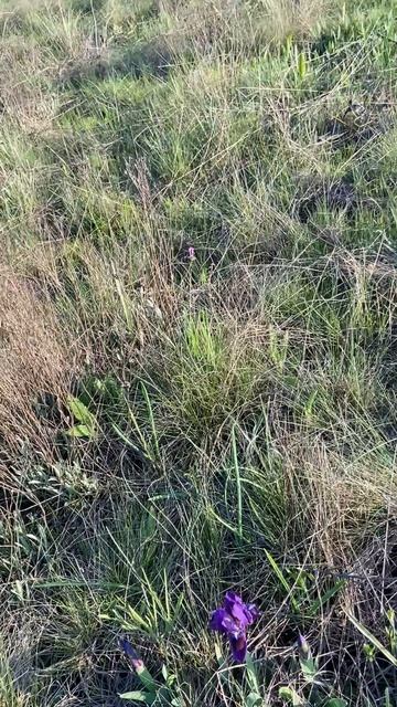 Красота цветущих ирисов в Яковенково апрель 2026