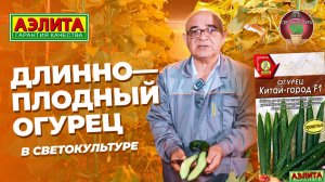 Длинноплодный огурец КИТАЙ-ГОРОД F1 в СВЕТОКУЛЬТУРЕ