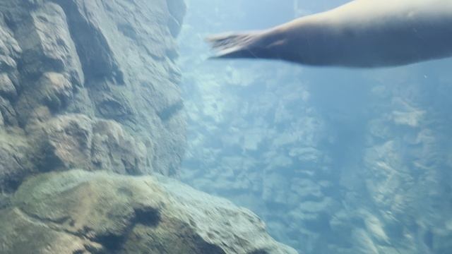 Тюлени ларга под водой в океанариуме Осаки