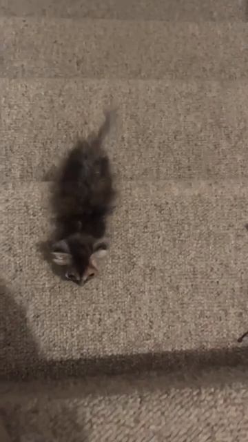 Как учить котёнка прыгать 🐈...👇