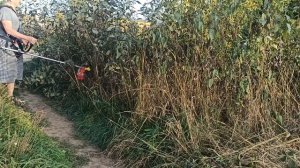 SG230 Стриж Lite косим циркулярным ножом  высокую волокнистую траву