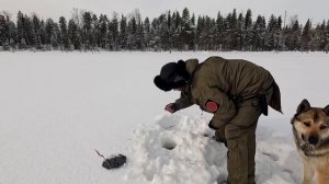 О ТАКОЙ РЫБАЛКЕ МЕЧТАЮТ ВСЕ. ПРОЖИЛ С СОБАКОЙ В ПАЛАТКЕ НА ОСТРОВЕ. ДИКОЕ ОЗЕРО ПОРАДОВАЛО ТРОФЕЯМИ
