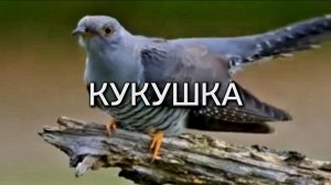 КУКУШКА - интересные факты. Дикие животные и птицы