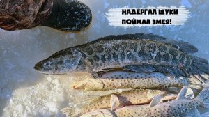 Ловля Рыбы на Секретную Дедовскую Снасть. Поймал ЗМЕЯ. Лучшая Зимняя Рыбалка 2026. Гора Рыбы Онлайн