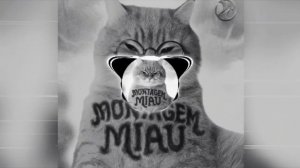 клип про котика мяу-мяу