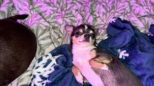 Всем преинаидобрейшего утречка и чудесного начала дня!