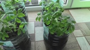 Если скручиваются верхние листья рассады