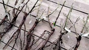 Саженцы роз от распаковки до посадки - посылка от питомника 'Мишкины розы' 2026