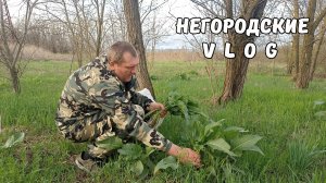 Порадовали НУТРИЙ весенним щавелем! 04.04.26