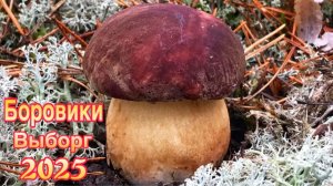 Как закрыли БОРОВИКОВЫЙ сезон а 2025 году