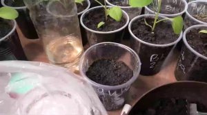 Всходы рассады гвоздики