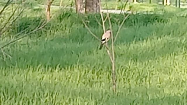 Сегодня на прогулке увидели и уток, и лебедей.