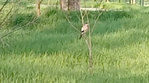 Сегодня на прогулке увидели и уток, и лебедей.