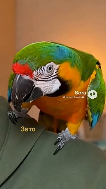 Попугай прикол #попугай #прикол #смешно #юмор