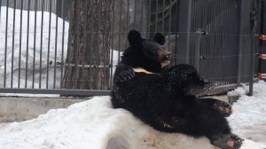 Уссурийские медвежата Фима и Дуся роют берлоги и играют..