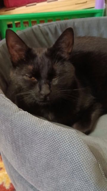 На конкурс Иглы кв