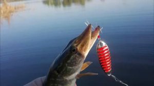 простые хитрости при ловле щуки